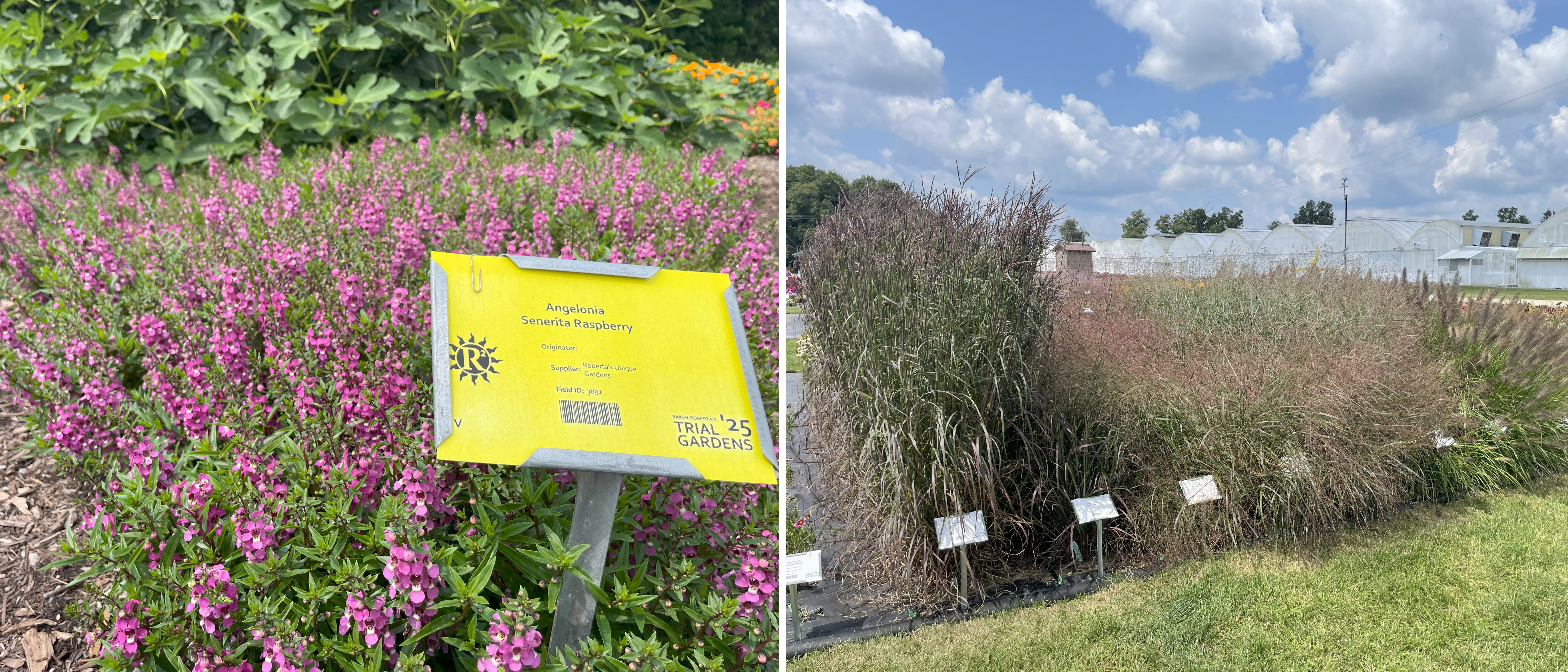 Trial garden view with a mass planting of Angelonia ‘Senerita Raspberry’ covered in bright pink flowers and marked with a yellow label, alongside a display of tall ornamental grasses in shades of green, purple, and bronze growing in dense clumps near white greenhouse structures.
